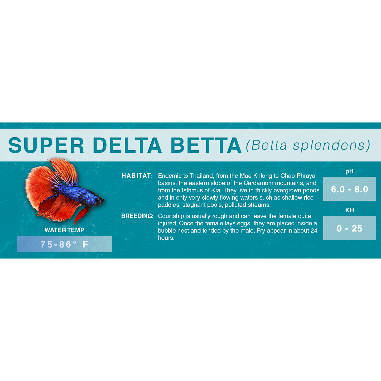 Betta Fish (Betta splendens) - Standard Aquarium Label