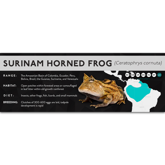 Surinam Horned Frog (Ceratophrys cornuta) - X Label