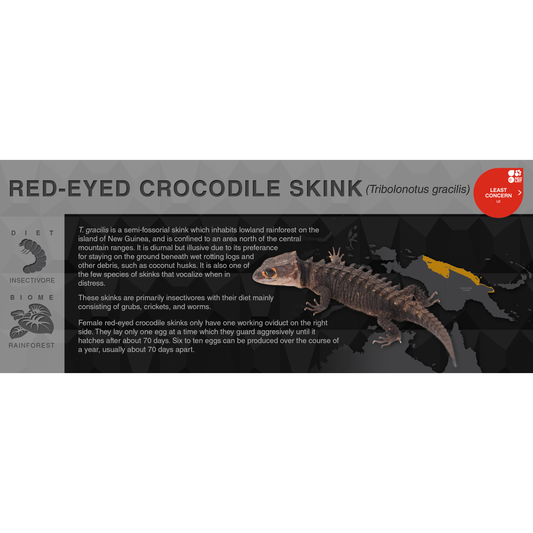 Red-Eyed Crocodile Skink (Tribolonotus gracilis) - Black Series Vivarium Label