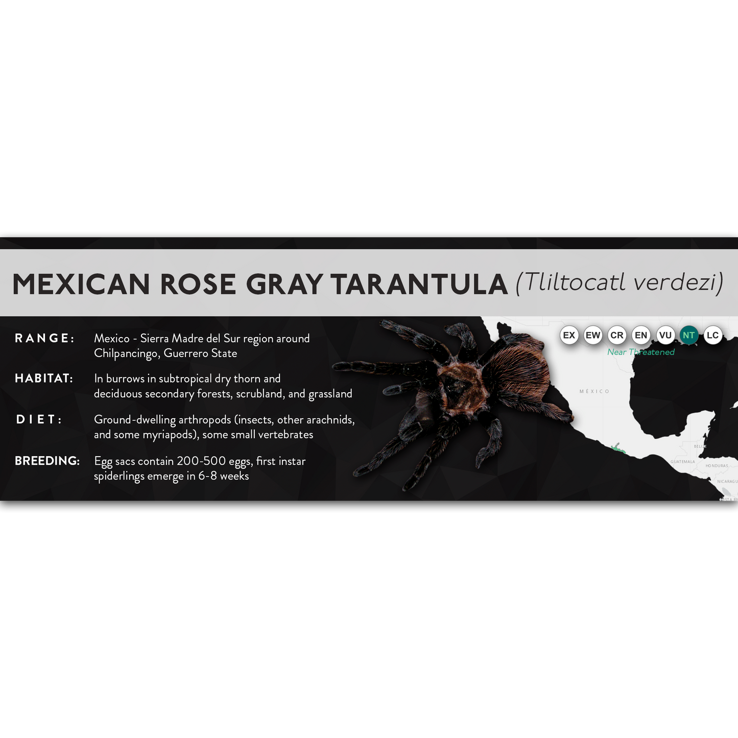 Mexican Rose Gray Tarantula (Tliltocatl verdezi) - X Label