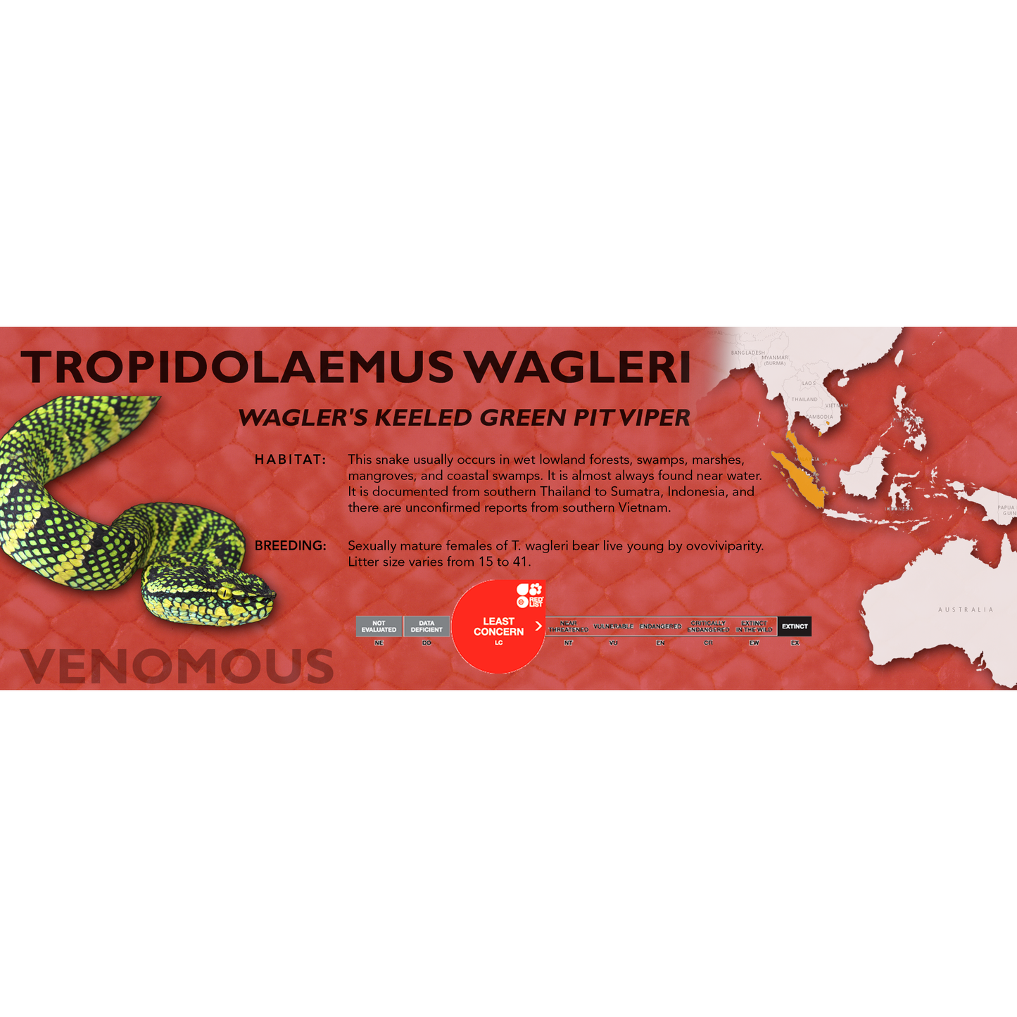 Wagler's Keeled Green Pit Viper (Tropidolaemus wagleri) Classic Vivarium Label