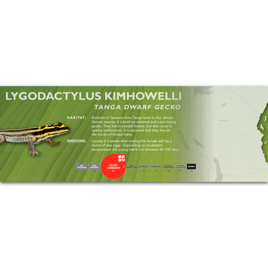 Tanga Dwarf Gecko (Lygodactylus kimhowelli) Classic Vivarium Label