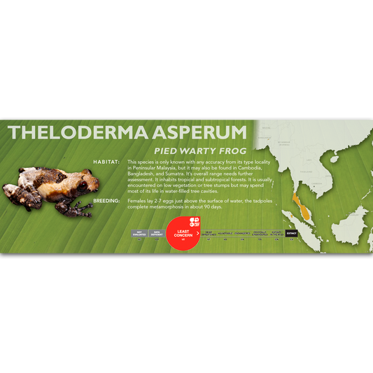 Pied Warty Frog (Theloderma asperum) - Classic Vivarium Label