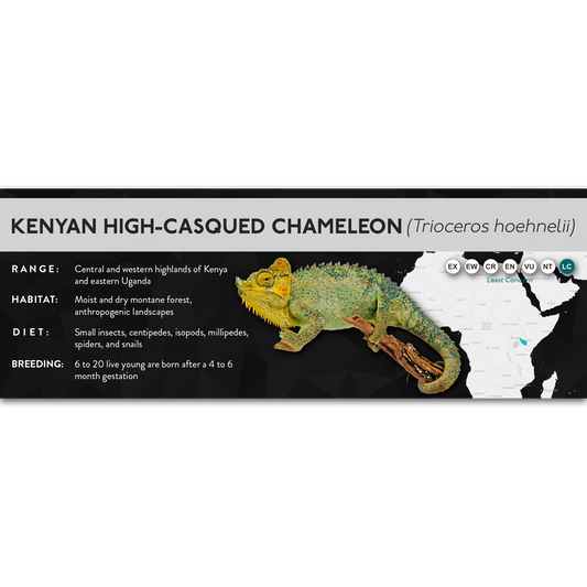 Kenyan High-Casqued Chameleon (Trioceros hoehnelii) - X Label