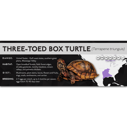 Three-Toed Box Turtle (Terrapene triunguis) - X Label
