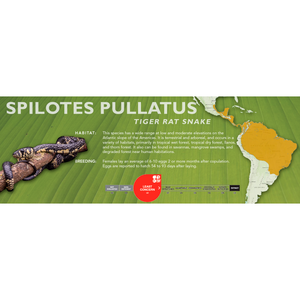 Tiger Rat Snake (Spilotes pullatus) Standard Vivarium Label