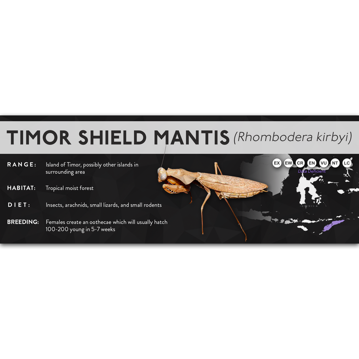 Timor Shield Mantis (Rhombodera kirbyi) - X Label
