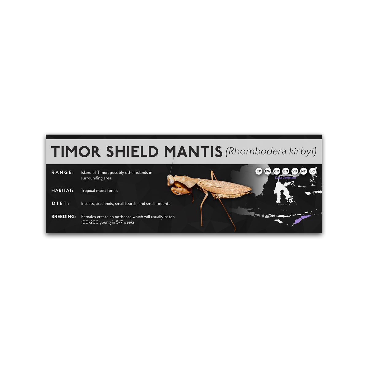 Timor Shield Mantis (Rhombodera kirbyi) - X Label