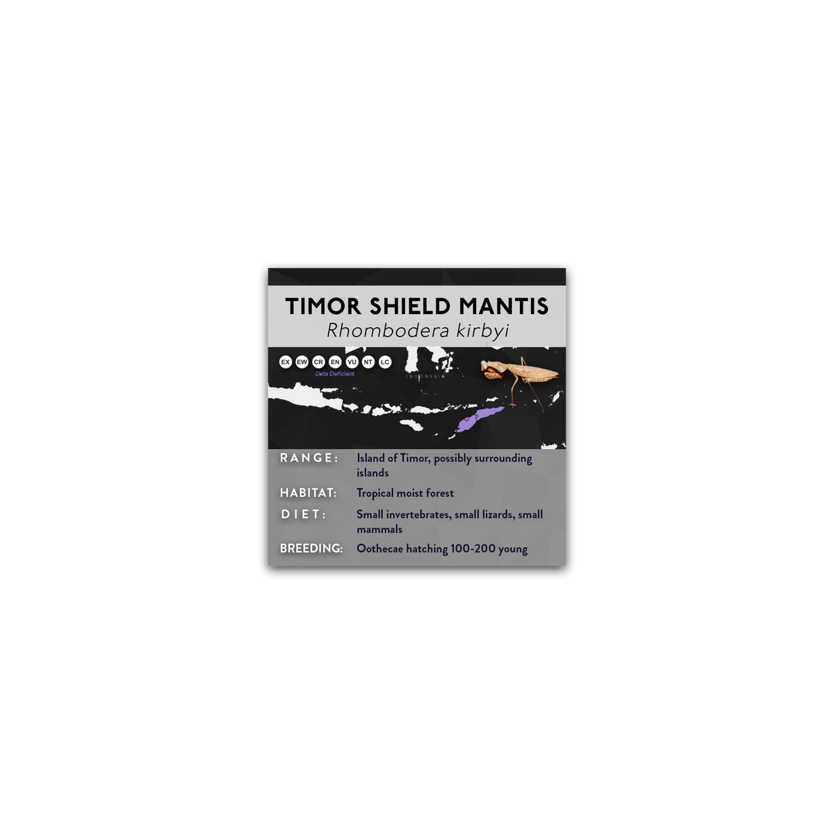 Timor Shield Mantis (Rhombodera kirbyi) - X Label