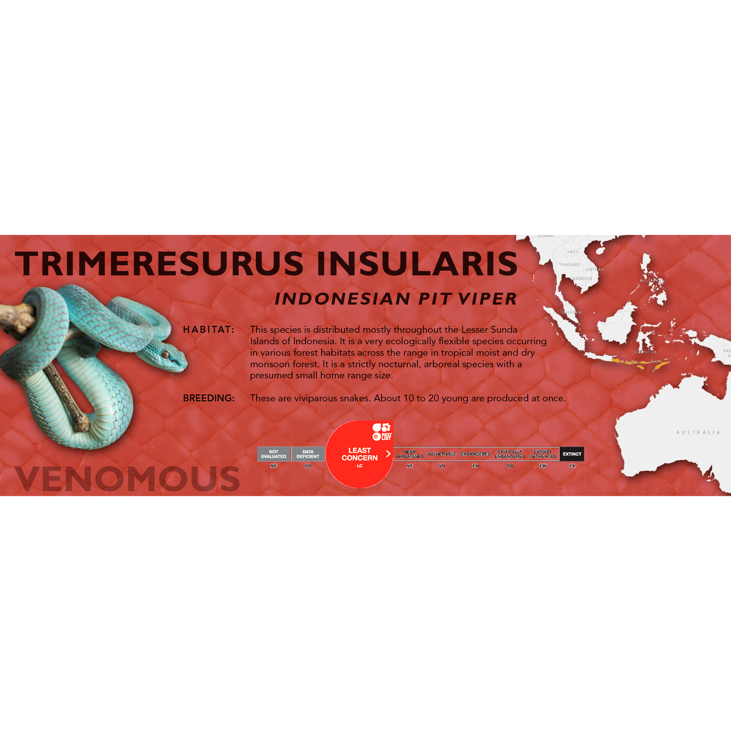 Indonesian Pit Viper (Trimeresurus insularis) Classic Vivarium Label