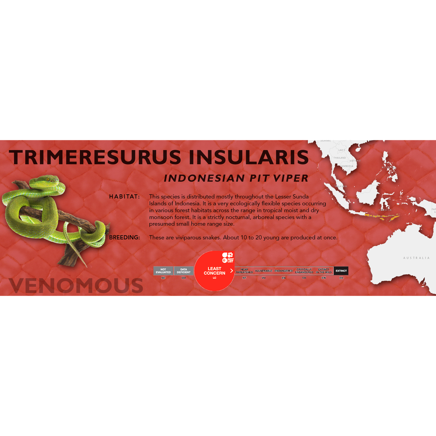 Indonesian Pit Viper (Trimeresurus insularis) Classic Vivarium Label