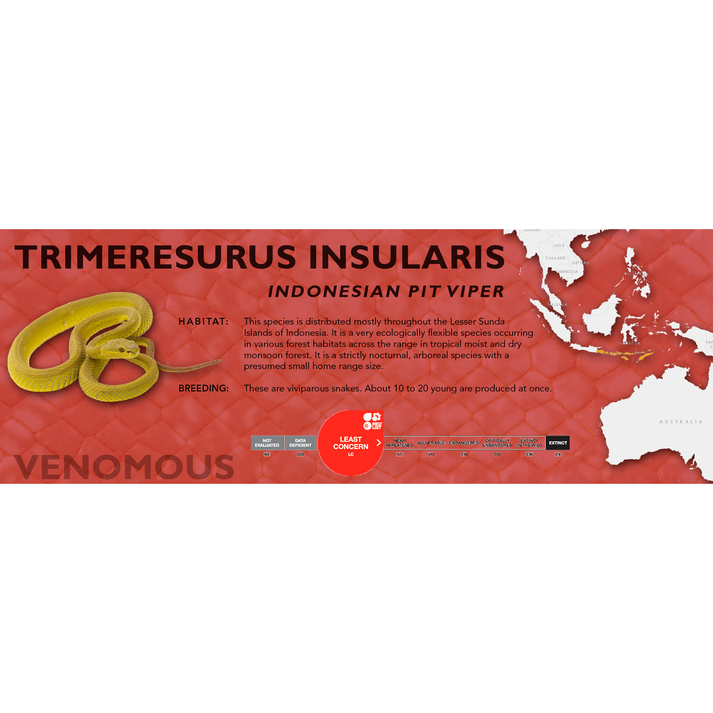 Indonesian Pit Viper (Trimeresurus insularis) Classic Vivarium Label