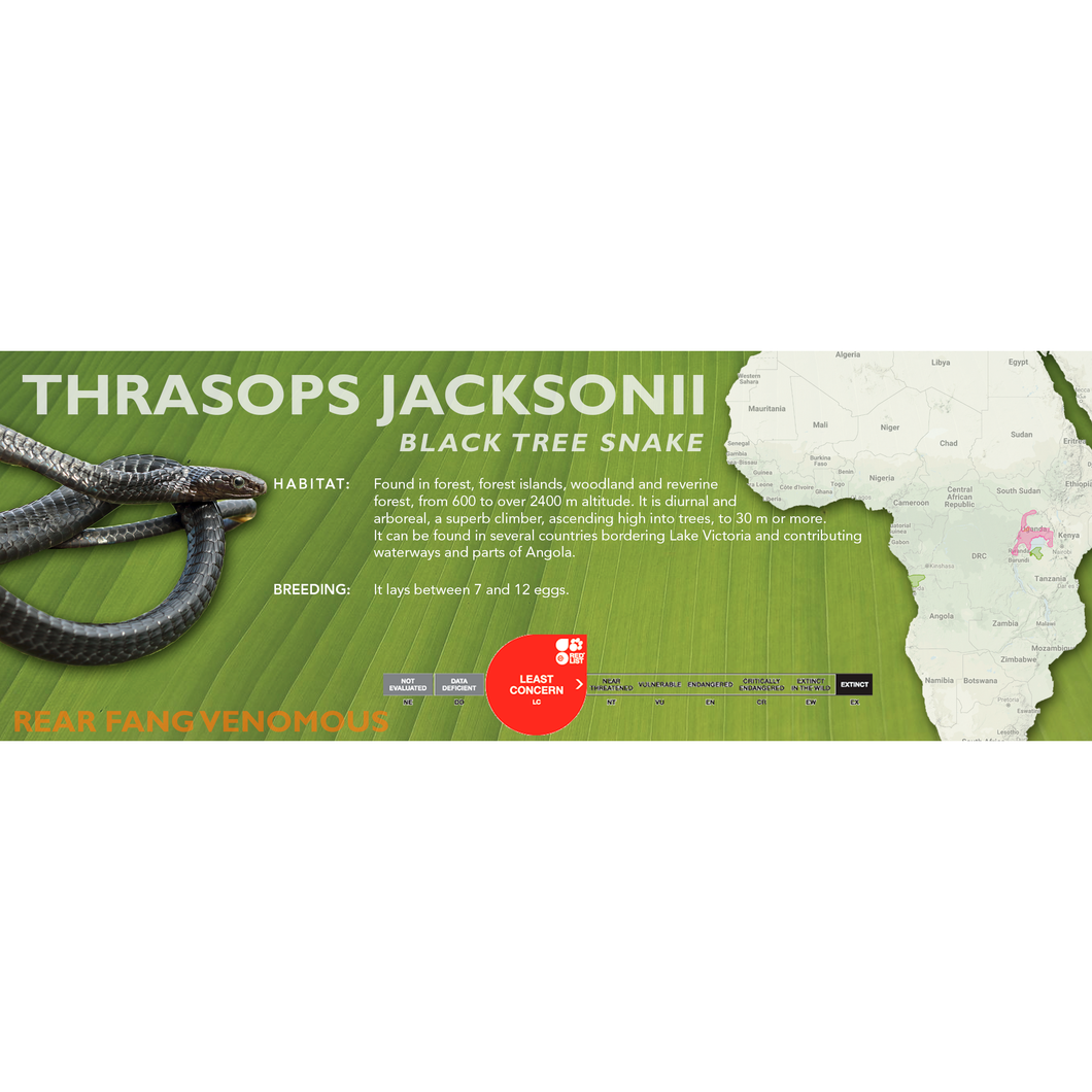 Black Tree Snake (Thrasops jacksonii) Standard Vivarium Label