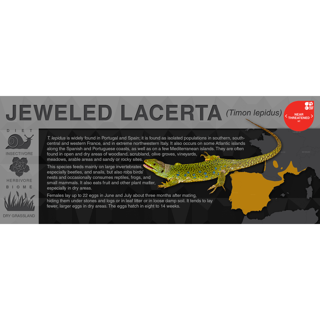 Jeweled Lacerta (Timon lepidus) - Black Series Vivarium Label
