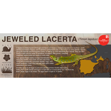 Load image into Gallery viewer, Jeweled Lacerta (Timon lepidus) - Black Series Vivarium Label