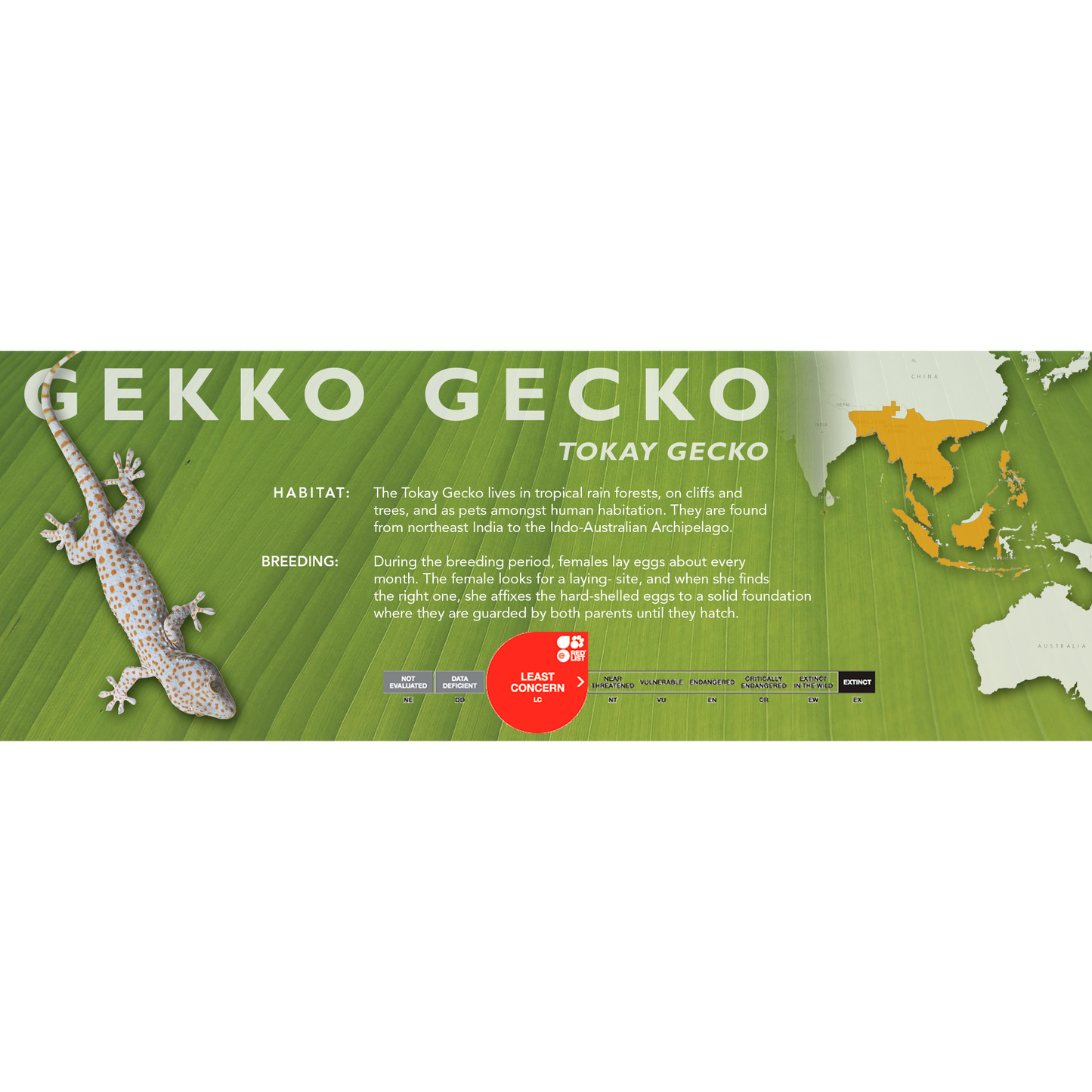 Tokay Gecko (Gekko gekco) Standard Vivarium Label