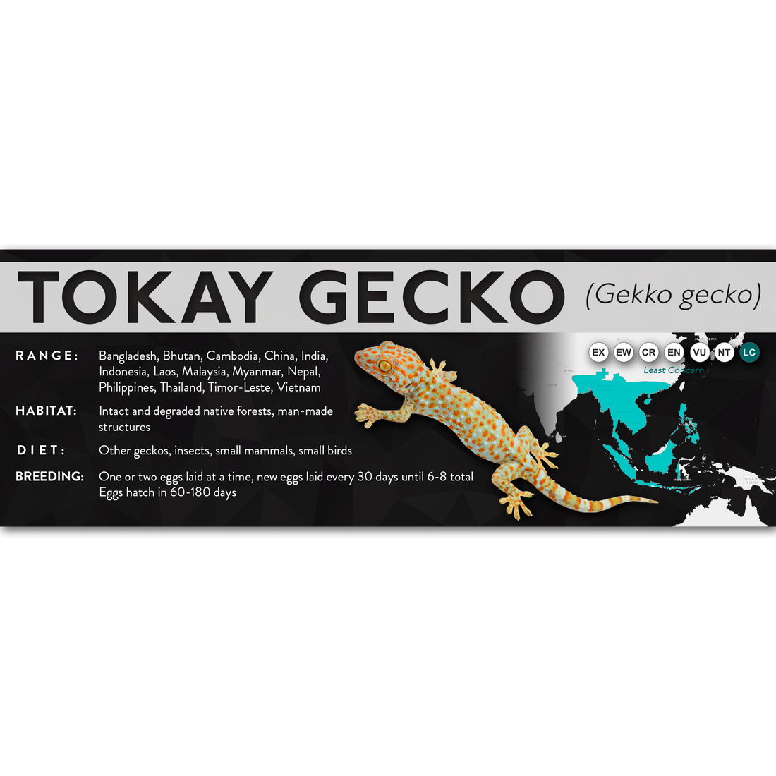 Tokay Gecko (Gekko gecko) - X Label – Cloud Forest Design