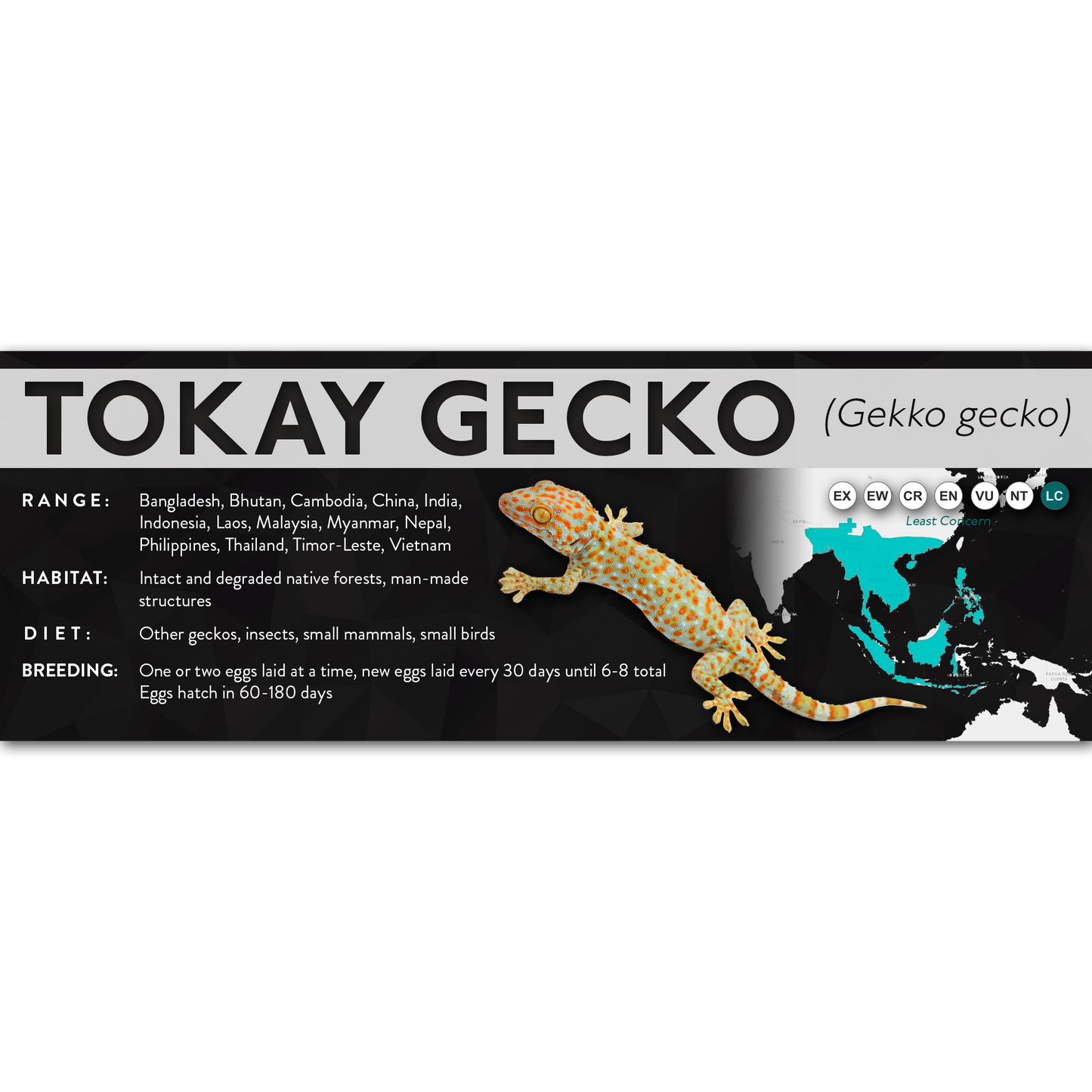 Tokay Gecko (Gekko gecko) - X Label