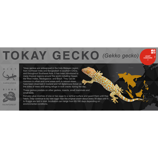 Tokay Gecko (Gekko gecko) - Black Series Vivarium Label