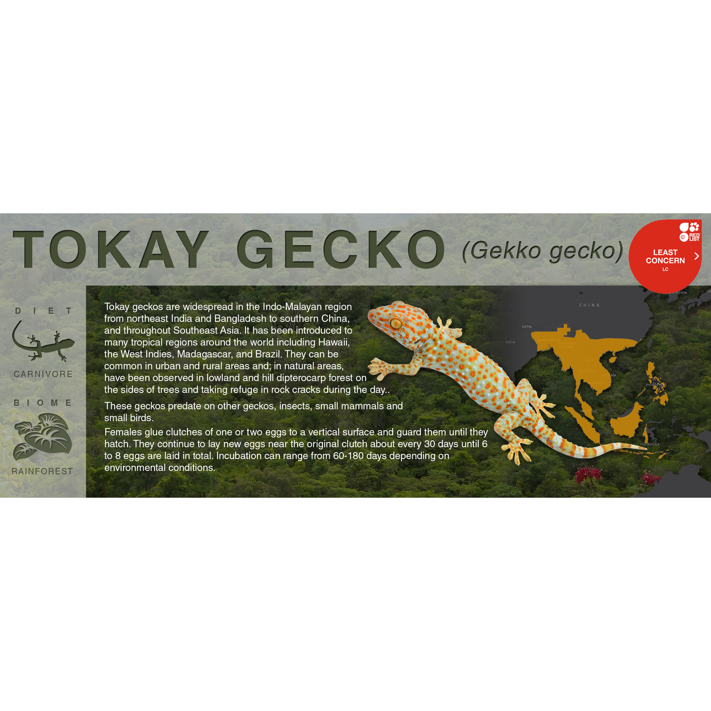 Tokay Gecko (Gekko gecko) - Black Series Vivarium Label