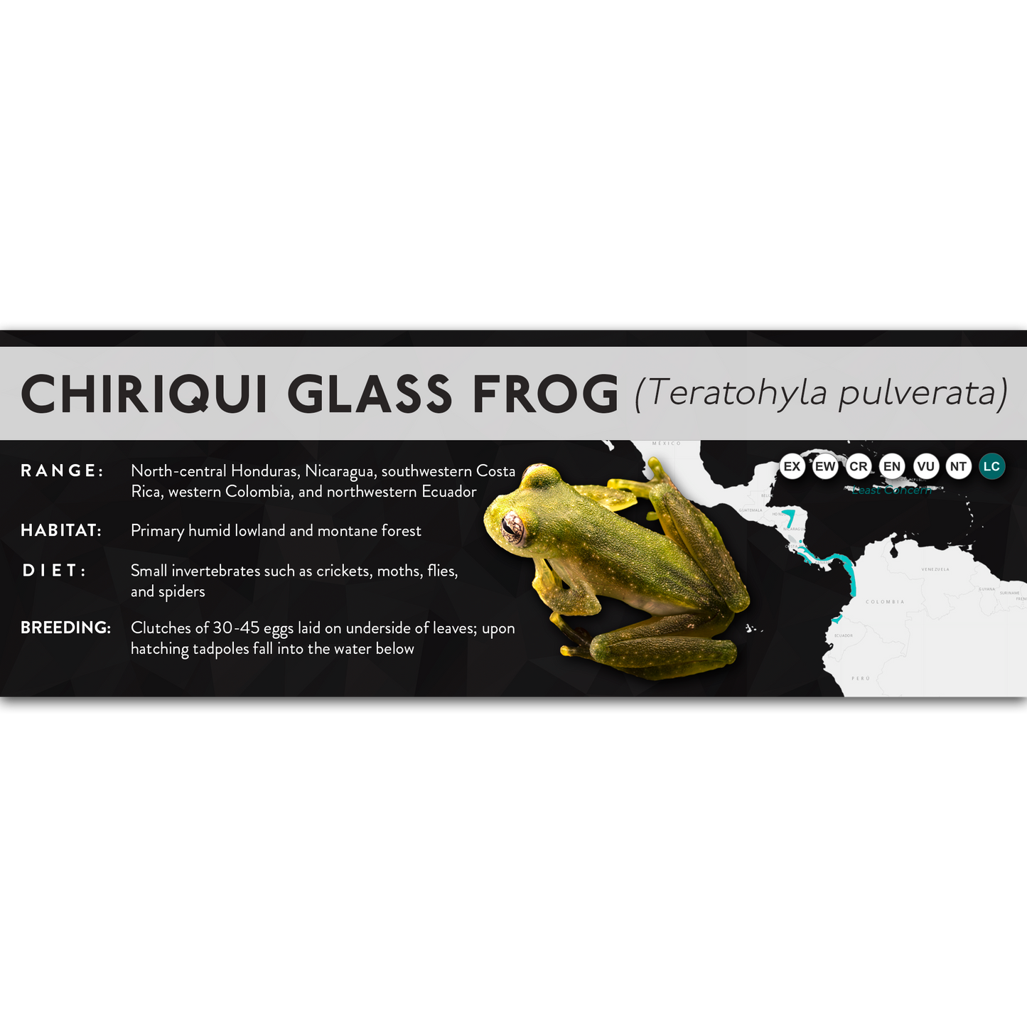 Chiriqui Glass Frog (Teratohyla pulverata) - X Label