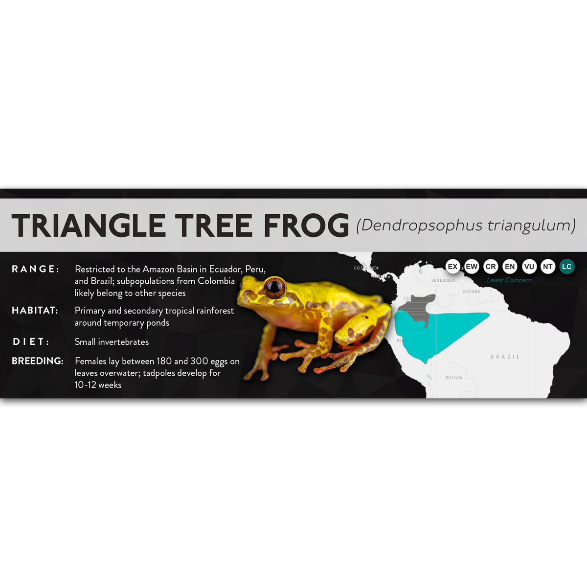 Triangle Tree Frog (Dendropsophus triangulum) - X Label