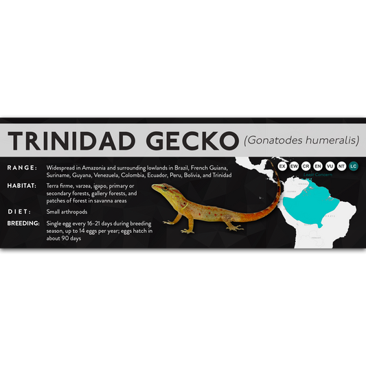 Trinidad Gecko (Gonatodes humeralis) - X Label