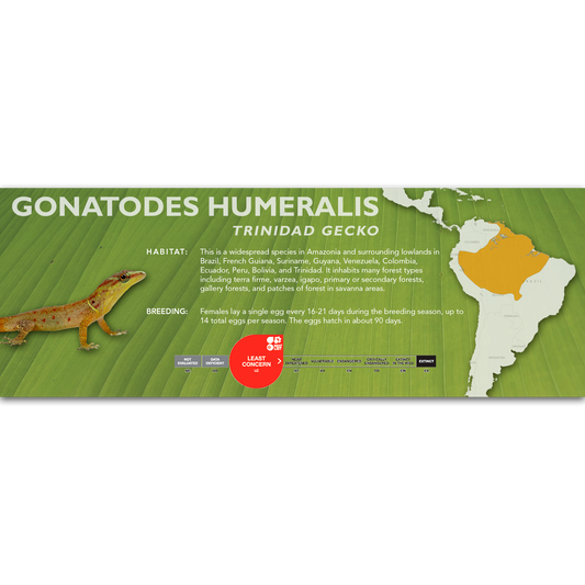 Trinidad Gecko (Gonatodes humeralis) Classic Vivarium Label
