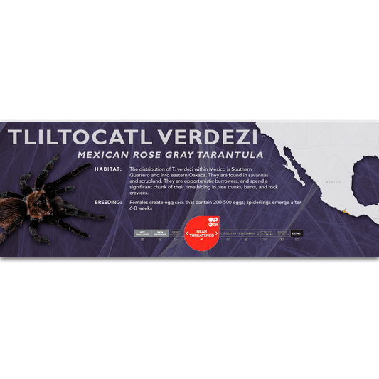 Mexican Rose Gray Tarantula (Tliltocatl verdezi) - Classic Vivarium Label