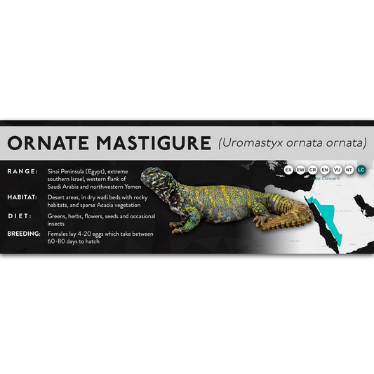 Ornate Mastigure (Uromastyx ornata) - X Label