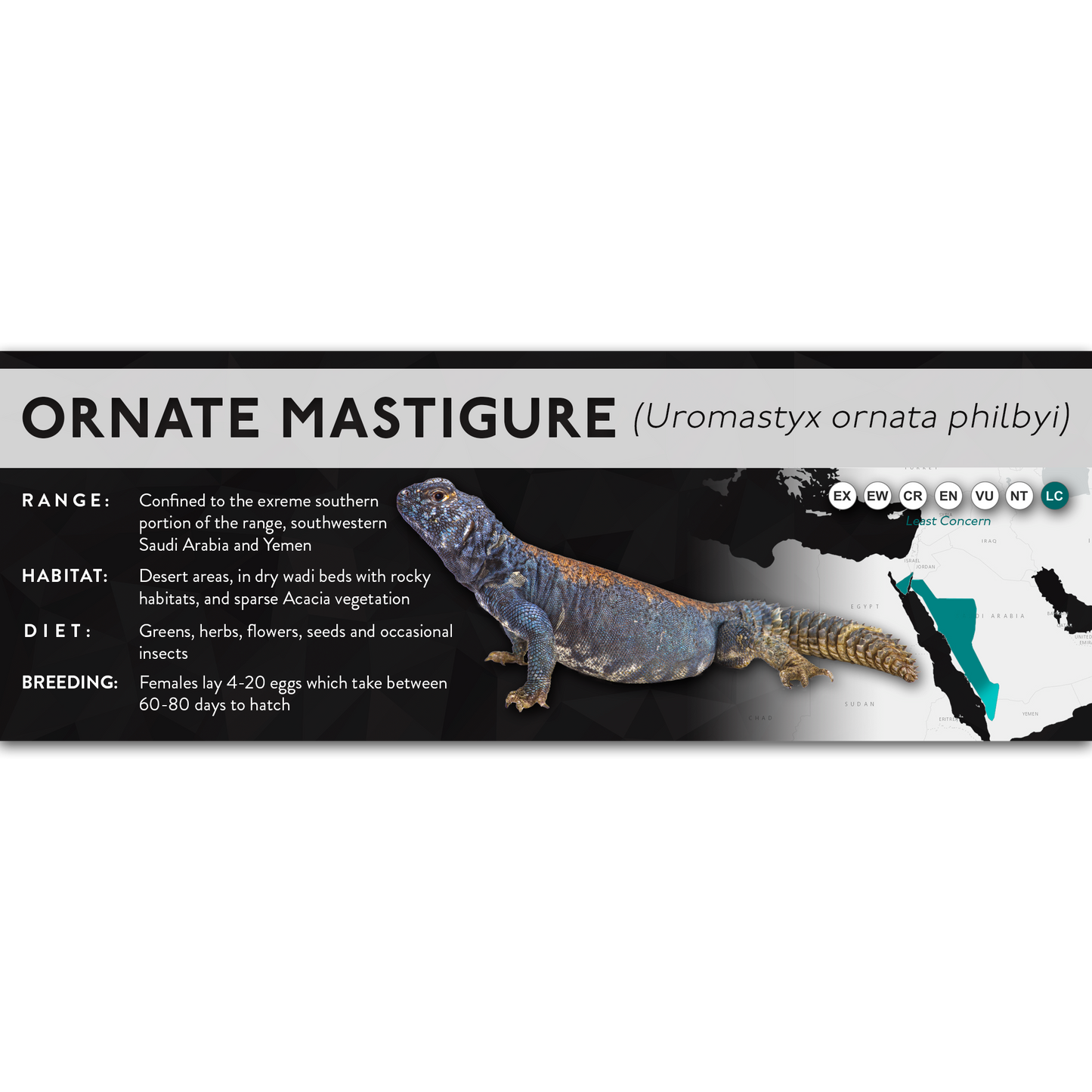 Ornate Mastigure (Uromastyx ornata) - X Label