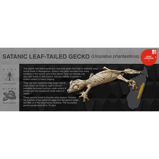 Satanic Leaf-Tailed Gecko (Uroplatus phantasticus) - Black Series Vivarium Label