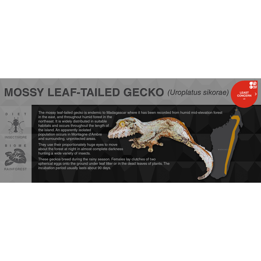 Mossy Leaf-Tailed Gecko (Uroplatus sikorae) - Black Series Vivarium Label