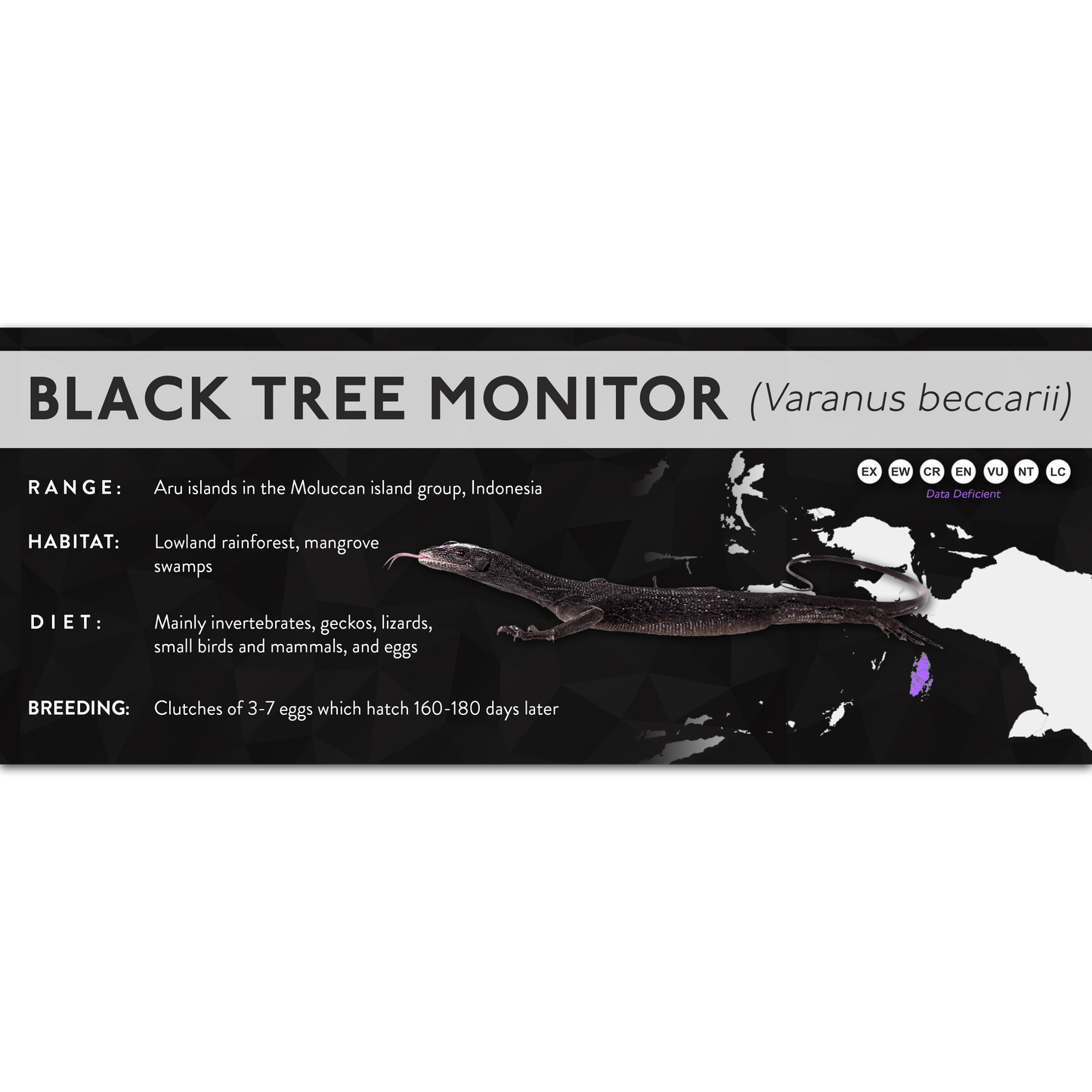 Black Tree Monitor (Varanus beccarii) - X Label