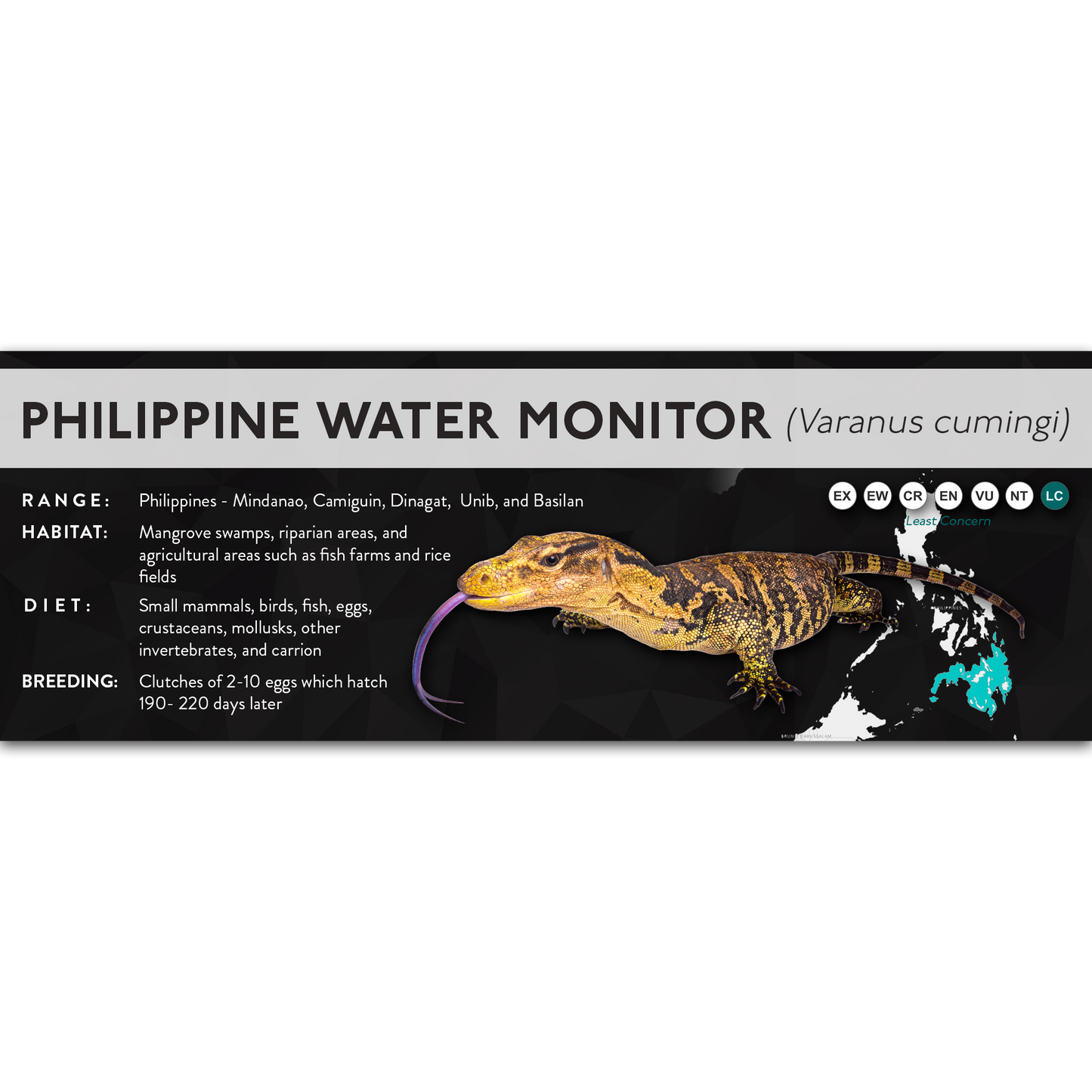Philippine Water Monitor (Varanus cumingi) - X Label