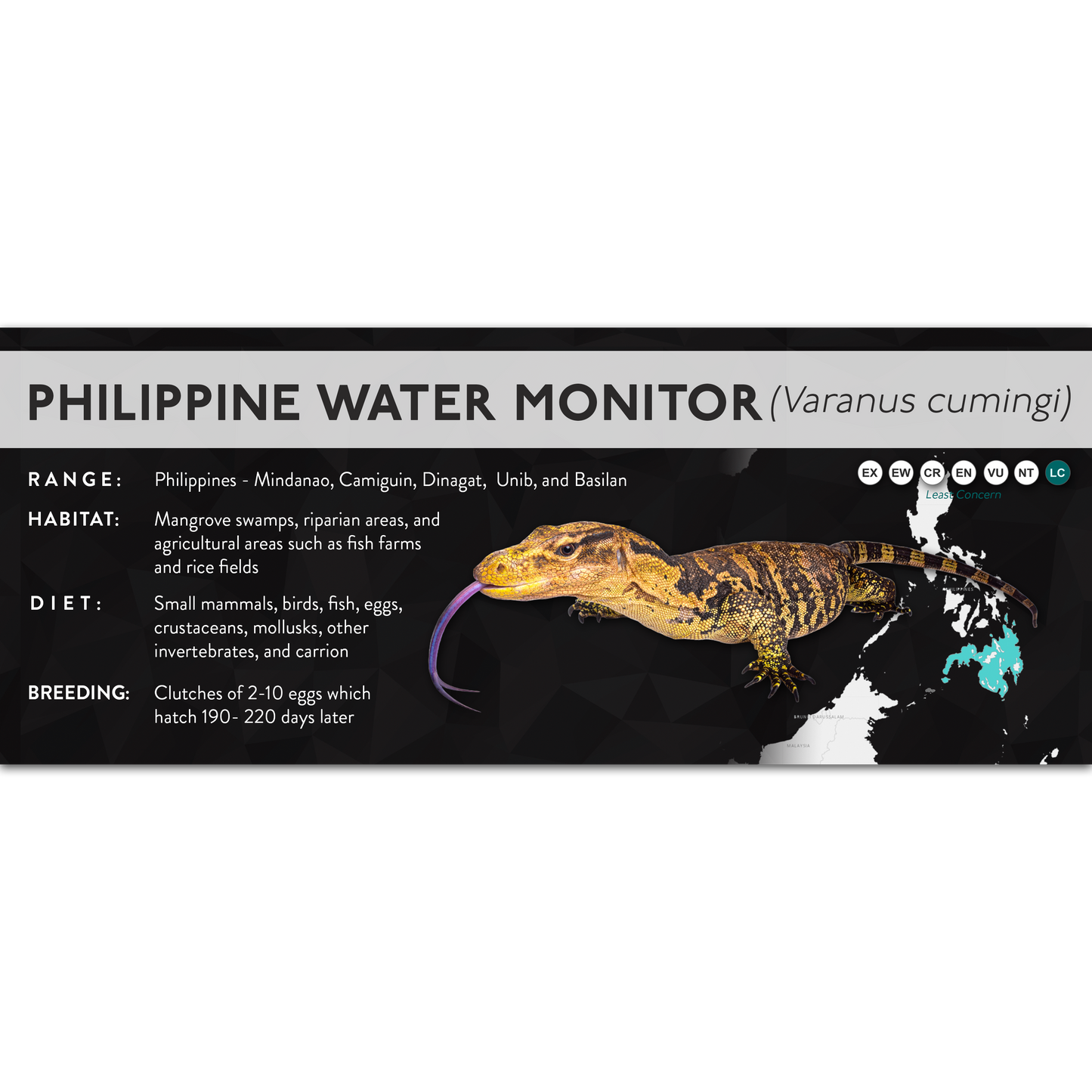 Philippine Water Monitor (Varanus cumingi) - X Label