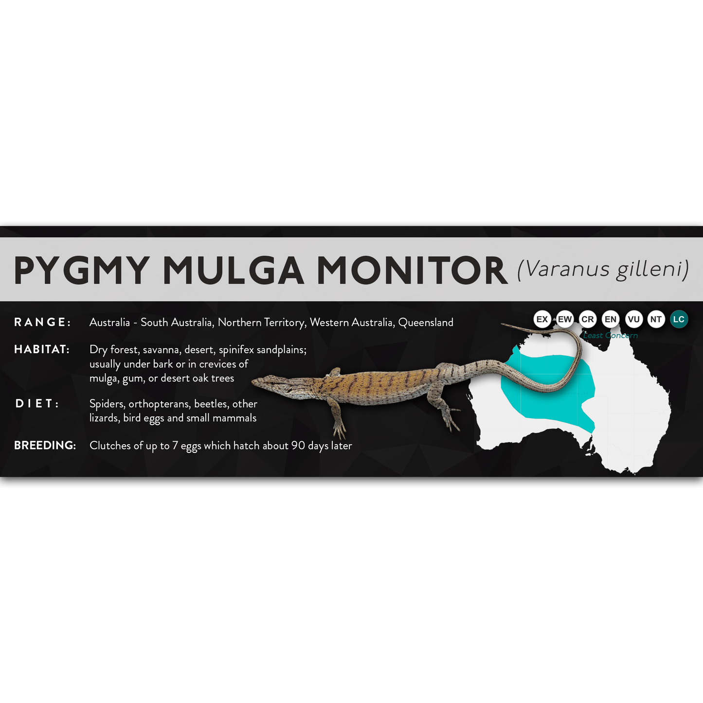 Pygmy Mulga Monitor (Varanus gilleni) - X Label