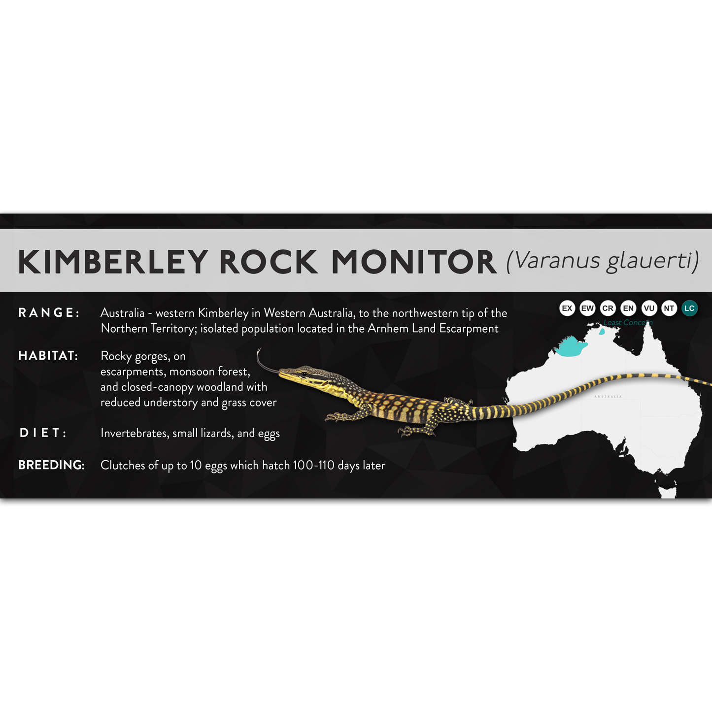 Kimberley Rock Monitor (Varanus glauerti) - X Label