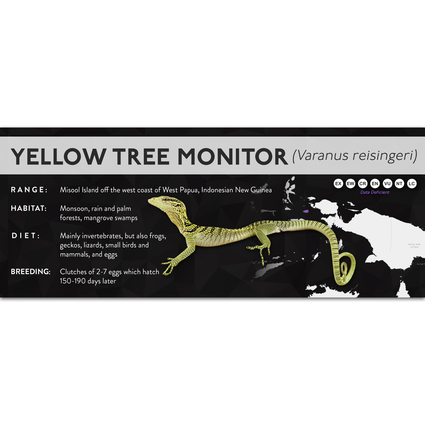Yellow Tree Monitor (Varanus reisingeri) - X Label