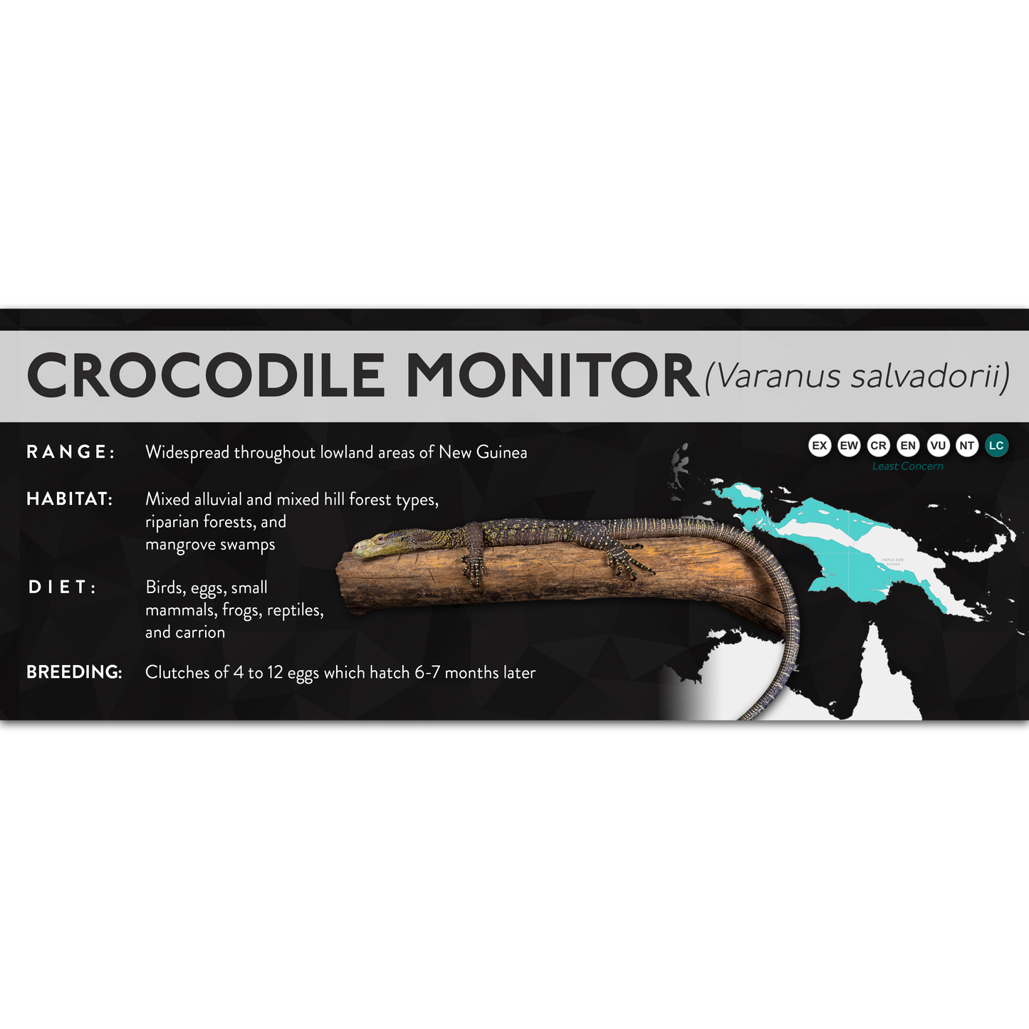 Crocodile Monitor (Varanus salvadorii) - X Label