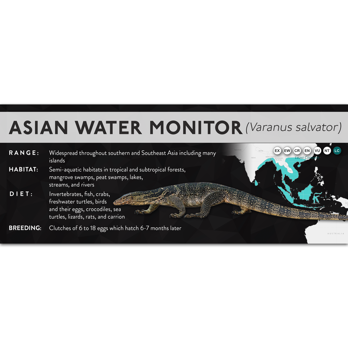 Asian Water Monitor (Varanus salvator) - X Label