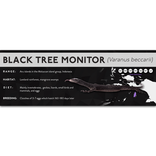 Black Tree Monitor (Varanus beccarii) - X Label