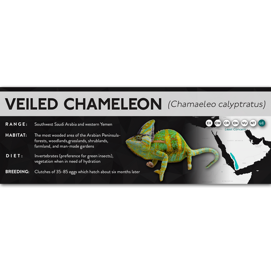 Veiled Chameleon (Chamaeleo calyptratus) - X Label