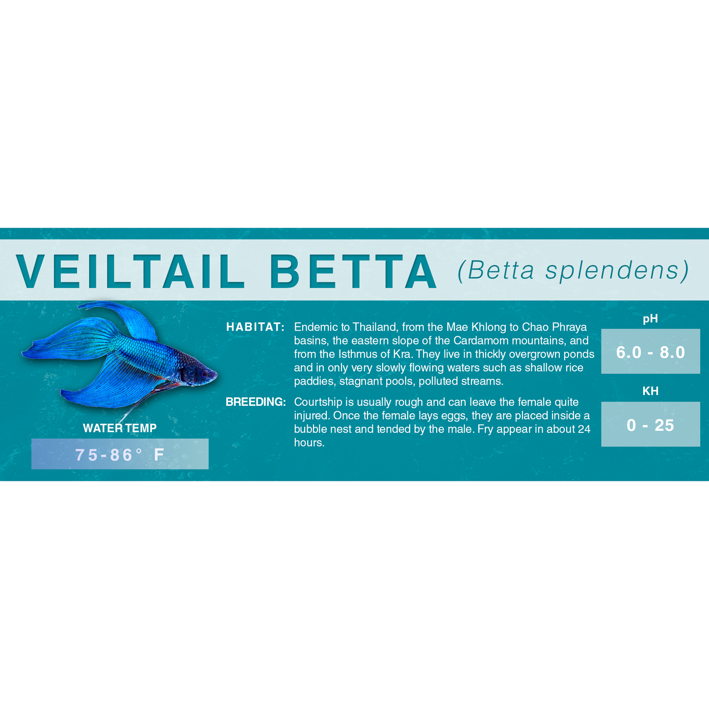 Betta Fish (Betta splendens) - Standard Aquarium Label