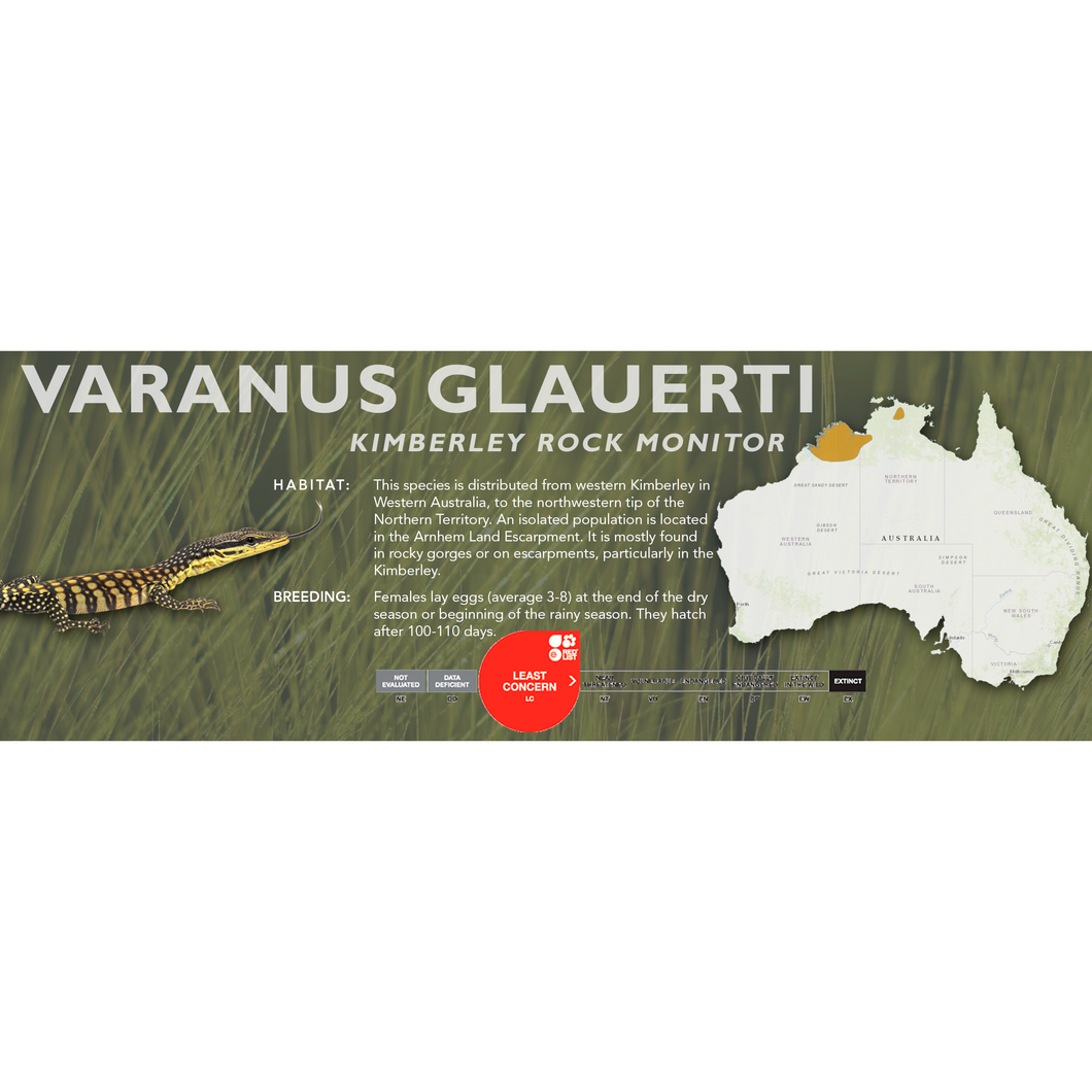 Kimberley Rock Monitor (Varanus glauerti) Standard Vivarium Label