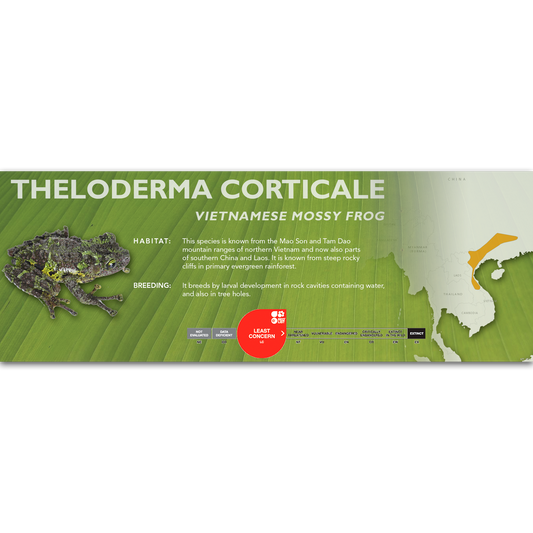 Vietnamese Mossy Frog (Theloderma corticale) - Classic Vivarium Label