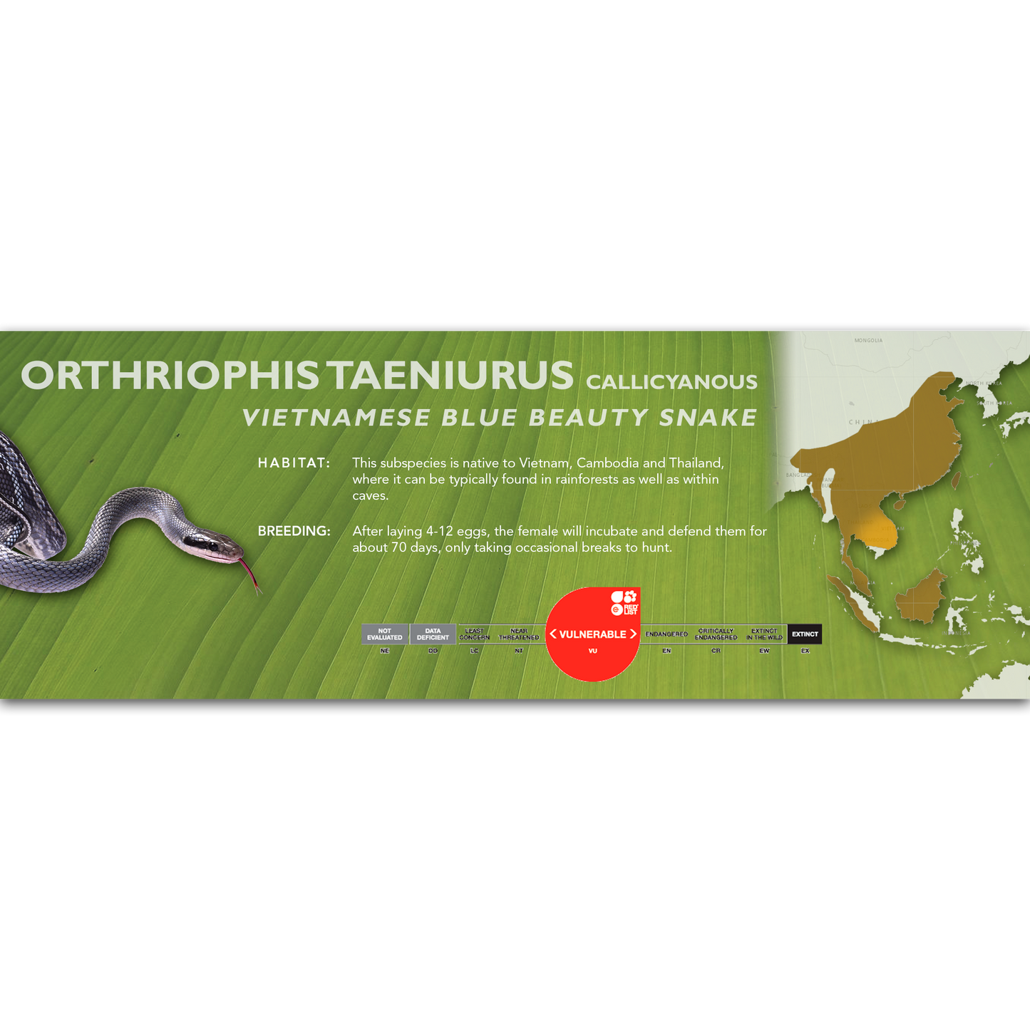 Vietnamese Blue Beauty Snake (Elaphe taeniura callicyanous - Orthriophis taeniurus callicyanous) Classic Vivarium Label