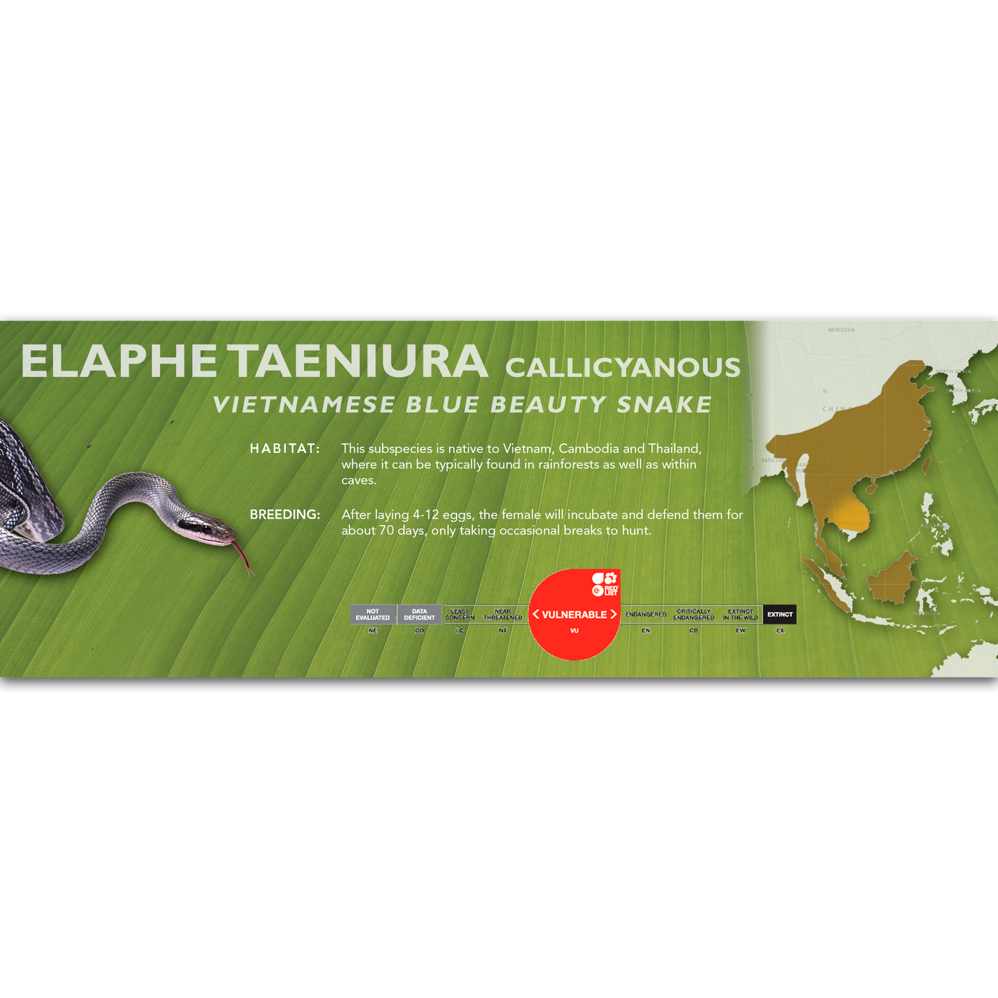 Vietnamese Blue Beauty Snake (Elaphe taeniura callicyanous - Orthriophis taeniurus callicyanous) Classic Vivarium Label