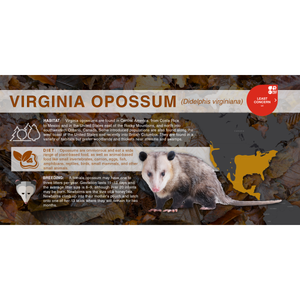 Virginia Opossum (Didelphis virginiana) - Aluminum Sign