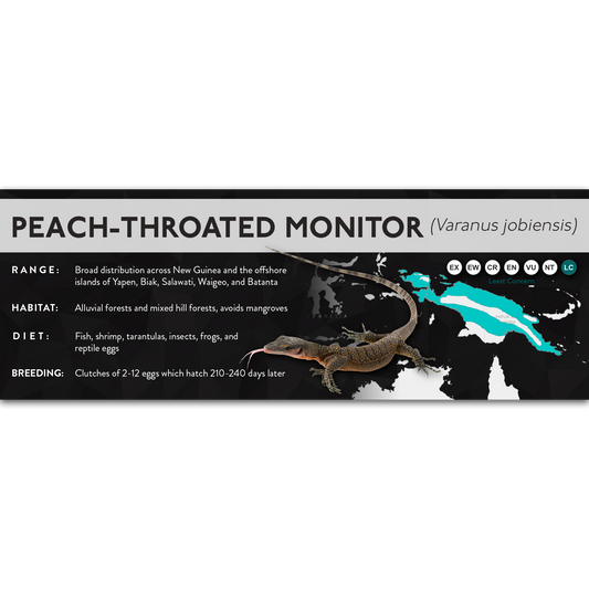 Peach-Throated Monitor (Varanus jobiensis) - X Label